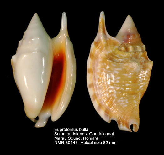 Euprotomus bulla (7).jpg - Euprotomus bulla(Röding,1798)